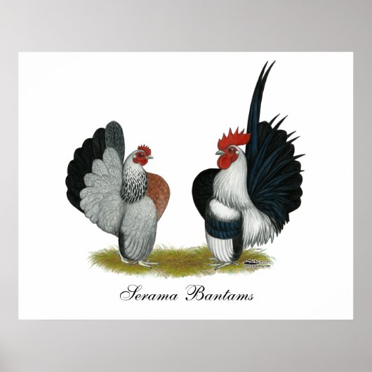 Serama Bantams Poster (Voorkant)