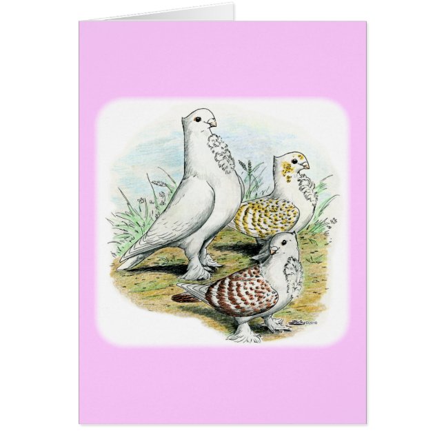 Seraphim Pigeons (Voorkant)