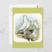 Seraphim Pigeons Briefkaart (Voorkant / Achterkant)