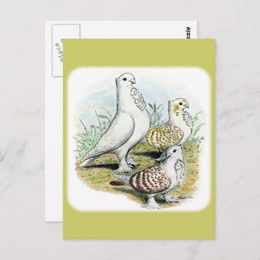 Seraphim Pigeons Briefkaart (Voorkant / Achterkant)