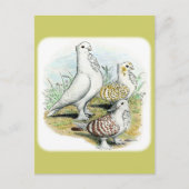 Seraphim Pigeons Briefkaart (Voorkant)