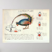 Seraphinianus codex poster (Voorkant)