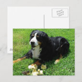 Serena en de Ducklings Briefkaart (Voorkant / Achterkant)