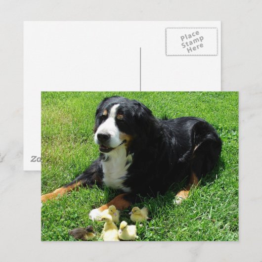 Serena en de Ducklings Briefkaart (Voorkant / Achterkant)