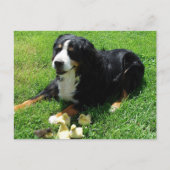 Serena en de Ducklings Briefkaart (Voorkant)