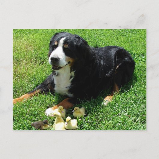 Serena en de Ducklings Briefkaart (Voorkant)