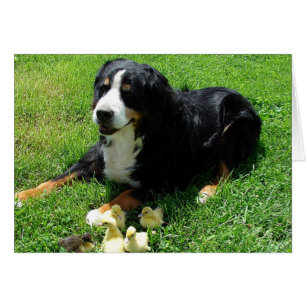 Serena en Ducklings All Occasions Kaart