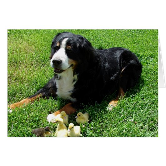 Serena en Ducklings All Occasions Kaart (Voorkant Horizontaal)