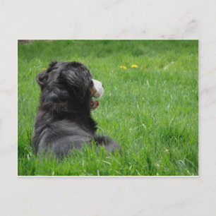 Serena in de zon briefkaart