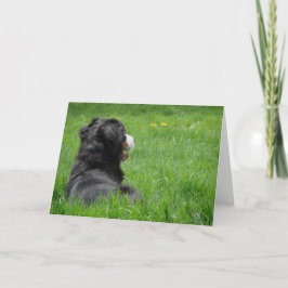 Serena in de zon kaart