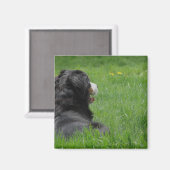 Serena the Bernese Mountain Dog Enjoys Sunshine Magneet (Voorkant / Achterkant)