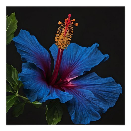 Serene Bloom: De schoonheid van blauwe hibiscus bl Perfect Poster (Voorkant)