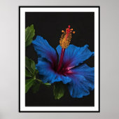 "Serene Bloom: De Schoonheid van Blauwe Hibiscusbl Poster (Voorkant)