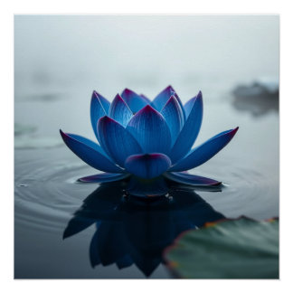 serene blue water lotus perfect poster