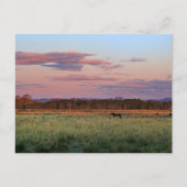 Serene bosweide natuur ansichtkaart briefkaart (Voorkant)