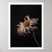 Serene daisy bloem stilleven foto muur kunst poster (Voorkant)