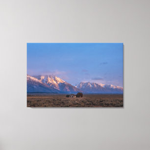 Serene Grand Teton Open Prairie Canvas Afdruk