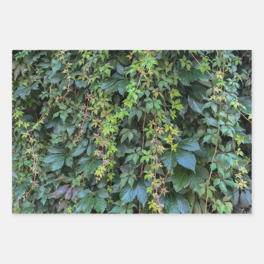 Serene Groene Ivy Wall Hanging Vines Plant Bladere Inpakpapier Vel (Voorkant 2)