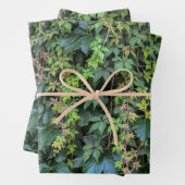 Serene Groene Ivy Wall Hanging Vines Plant Bladere Inpakpapier Vel (In situ)