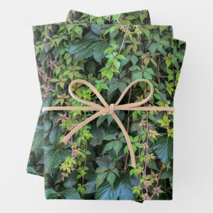 Serene Groene Ivy Wall Hanging Vines Plant Bladere Inpakpapier Vel