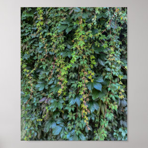Serene Groene Ivy Wall Hanging Vines Plant Bladere Poster