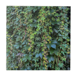 Serene Groene Ivy Wall Hanging Vines Plant Bladere Tegeltje