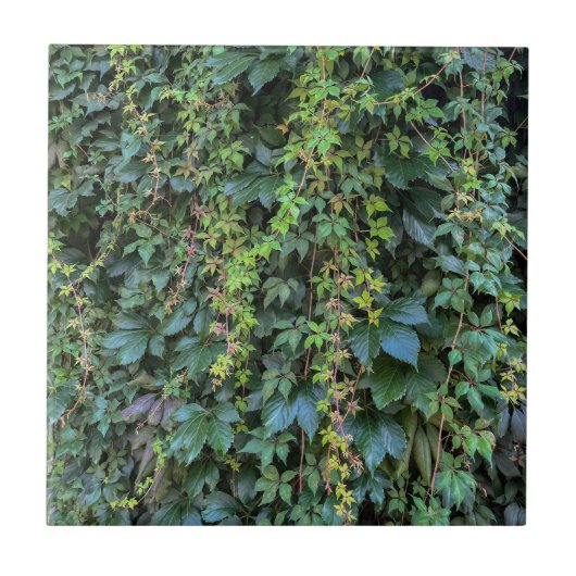 Serene Groene Ivy Wall Hanging Vines Plant Bladere Tegeltje (Voorkant)