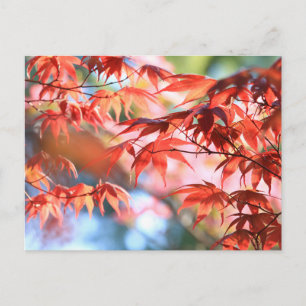 Serene Herfst Esdoornbladeren Briefkaart