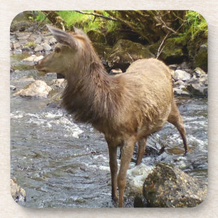 Serene Jonge Rode Hertenbok Rivier Boslandschap Sc Bier Onderzetter