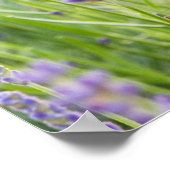 Serene Lavender Field Poster (Hoek)