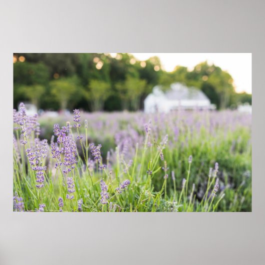 Serene Lavender Field Poster (Voorkant)