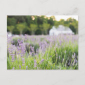 Serene Lavender Fields Briefkaart (Voorkant)