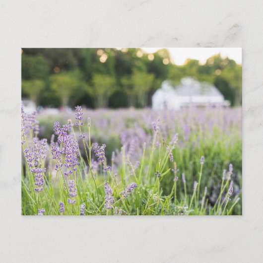 Serene Lavender Fields Briefkaart (Voorkant)