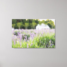 Serene Lavender Fields Canvas Afdruk