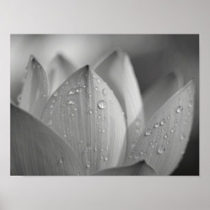 Serene Monochromatische Lotusbloem Macro Poster