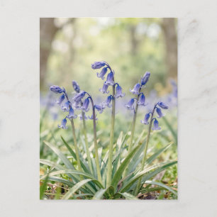 Serene Paarse Blauwe Klokjes Bos Bloei Briefkaart