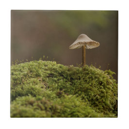 Serene Paddenstoel in Mosrijk Woud Kunstprint Tegeltje