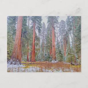 Serene reus Sequoia National Park landschap Briefkaart
