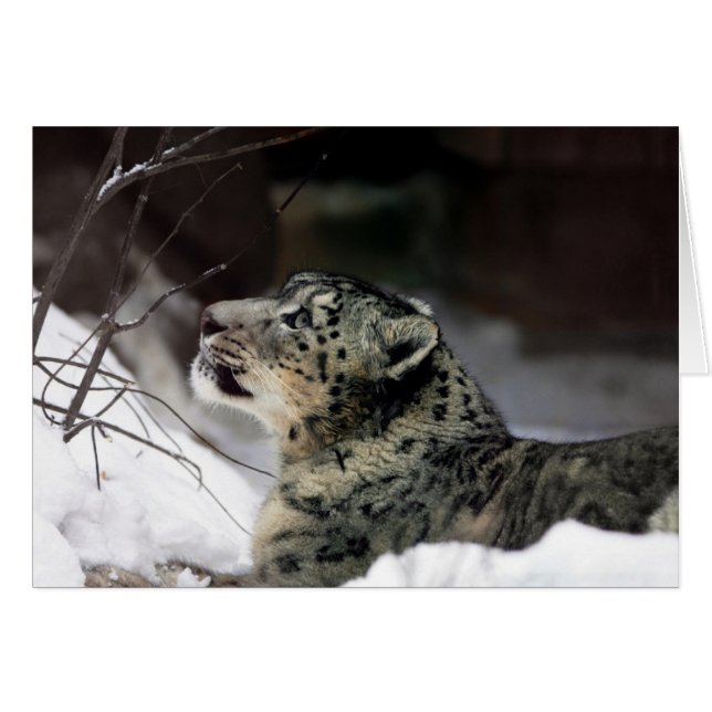 Serene Snow Leopard (Voorkant Horizontaal)