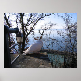 serene vergetelheid poster