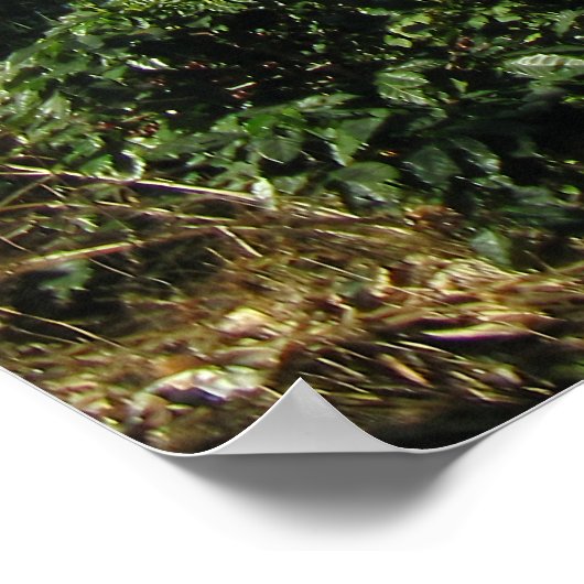 Serene Vista Poster (Hoek)