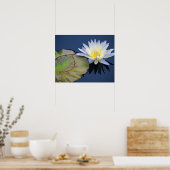 Serene Water Lily Poster (Keuken)