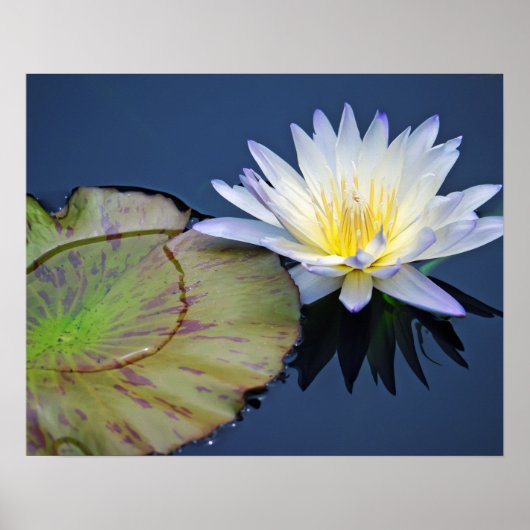 Serene Water Lily Poster (Voorkant)