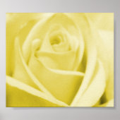 Serene Yellow Rose - poster/druk Poster (Voorkant)