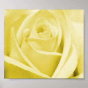 Serene Yellow Rose - poster/druk Poster