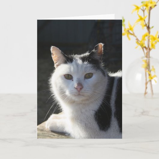 SereneCat Kaart (Gele Bloem)