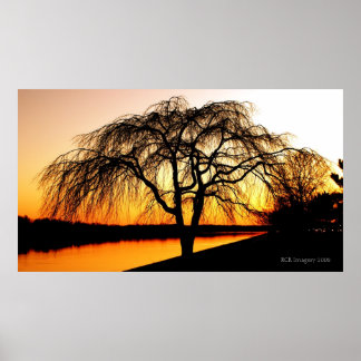 Serengeti in de stad poster