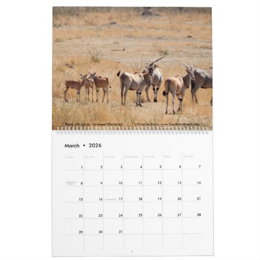 Serengeti mag geen kalender van twee bladzijden st (Mar 2026)