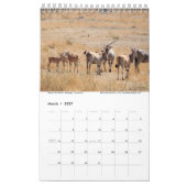 Serengeti mag niet in de kalender sterven (Mar 2027)