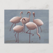 Serengeti Pink Flamingos | safari in het wild Briefkaart (Voorkant)